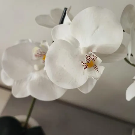 Casa Vacanza Orchidea Apartamento Trieste